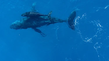 Movimientos de megafauna marcan el camino para la conservaci&oacute;n marina
