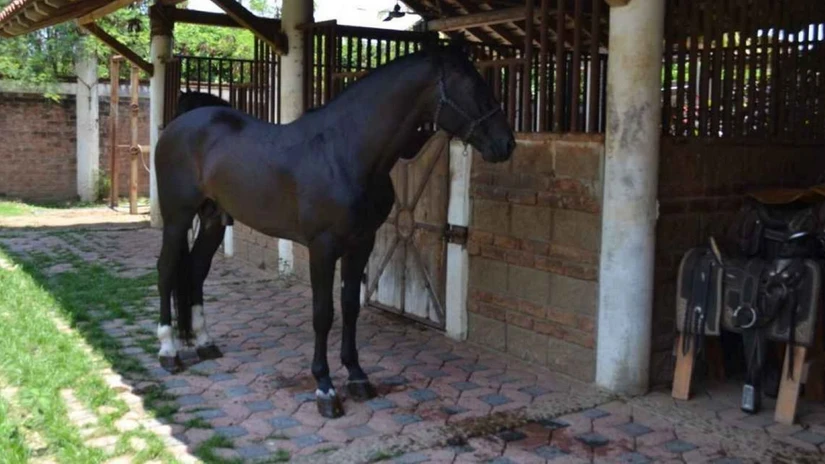 Caballo español que le regalaron a Jorge Campos. Foto: Cortesía
