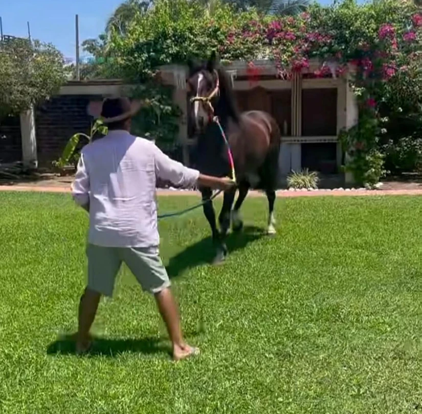 Babel de Ramos, es el nombre del caballo español de Jorge Campos. Foto: Instagram
