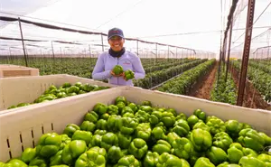 Concluye ciclo hortícola en Villa Juárez entre retos hídricos y presión internacional