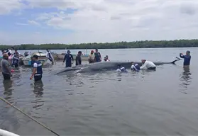 Más de 24 horas de maniobras: así rescataron a una ballena varada en Nayarit