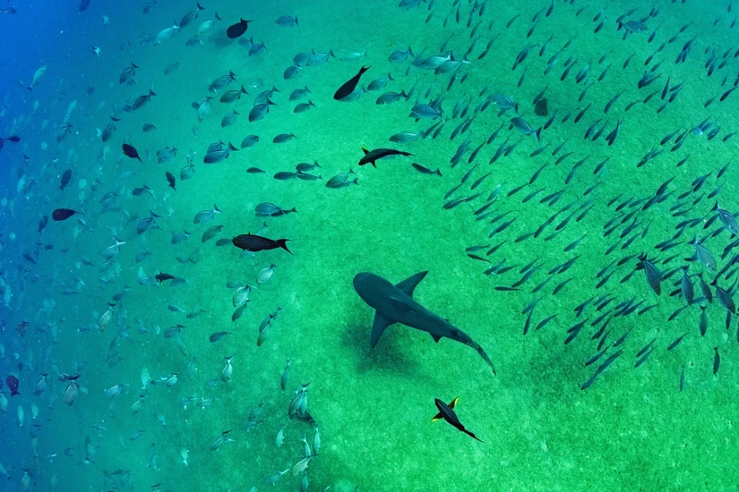 “A Toda Costa” permite impulsar la conservación marina, el desarrollo económico y el fortalecimiento del tejido social. Foto: Cortesía.