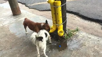 En Culiacán, vecinos de Barrancos convierten la solidaridad en alimento para los perritos de la calle