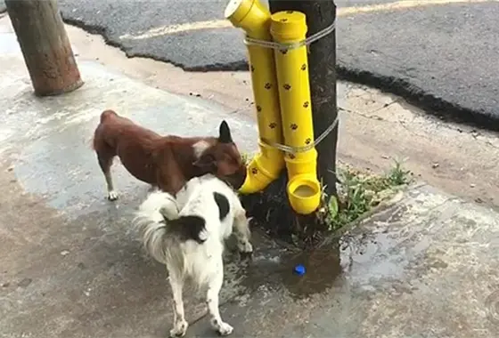 En Culiac&aacute;n, vecinos de Barrancos convierten la solidaridad en alimento para los perritos de la calle