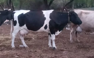 Impulsa UGRS regulación del mercado para fortalecer la competitividad de la leche 100 por ciento de vaca