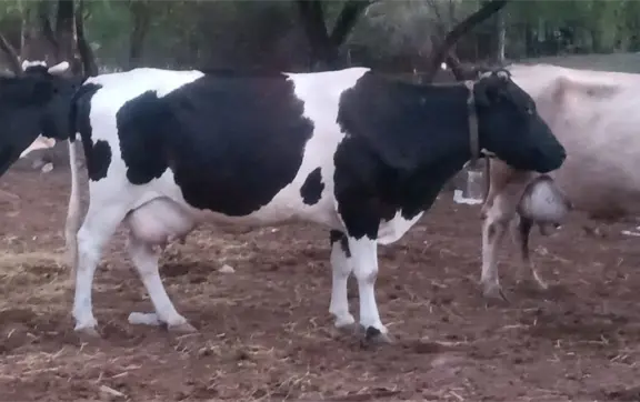 Impulsa UGRS regulaci&oacute;n del mercado para fortalecer la competitividad de la leche 100 por ciento de vaca