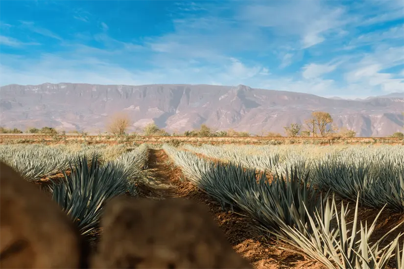 Tequila es la joya del estado. Foto: Cortesía