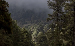 05 de junio: día mundial del medio ambiente 2026