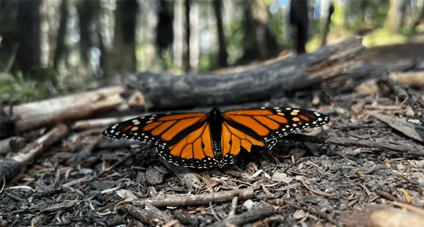 La mariposa monarca estará más protegida. Foto: Cortesía