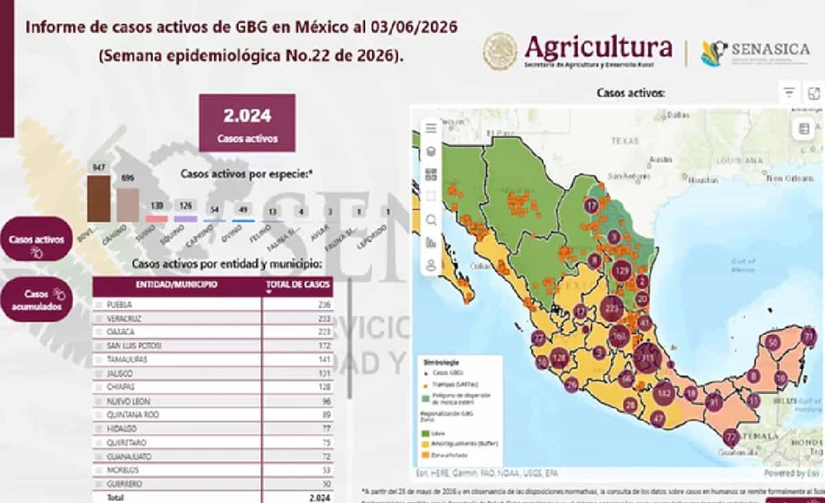 Estados Unidos endurece medidas por el gusano barrenador y frena exportaciones de ganado y animales hacia México