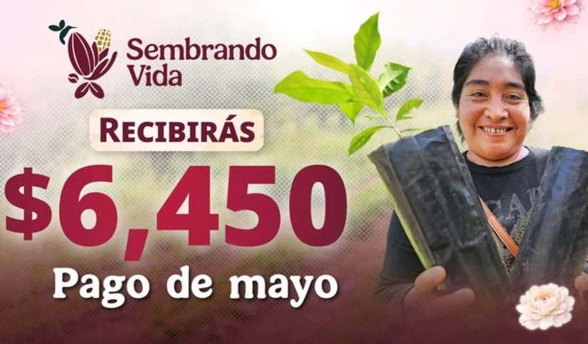 Inician pagos de apoyo de Sembrando Vida. Foto: Cortesía