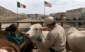 ¿Por qué Estados Unidos suspendió las exportaciones de ganado a México?