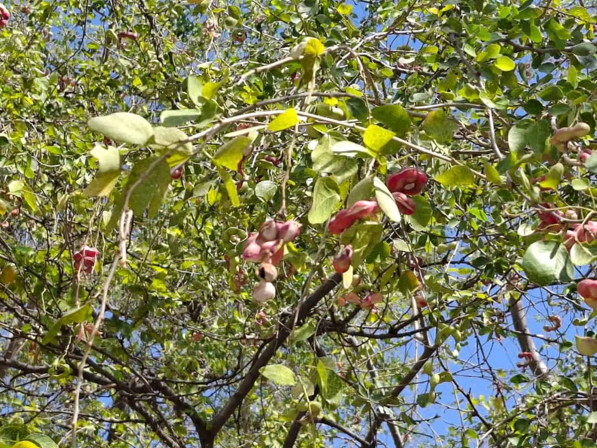 El guamúchil es una especie nativa de México que cada año fructifica en Sinaloa entre finales de mayo y finales de junio