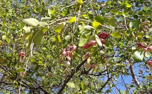 Temporada de guamúchil: el fruto que la ciencia reconoce por sus propiedades nutricionales, medicinales y ecológicas