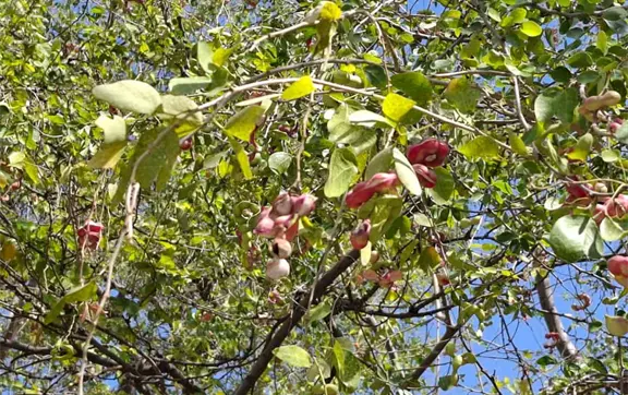 Temporada de guam&uacute;chil: el fruto que la ciencia reconoce por sus propiedades nutricionales, medicinales y ecol&oacute;gicas