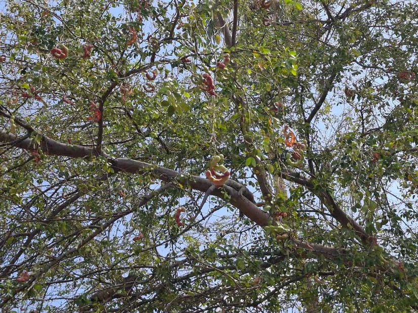 Gracias a su resistencia a la sequía, el guamúchil es considerado una especie estratégica para programas de reforestación y conservación ambiental