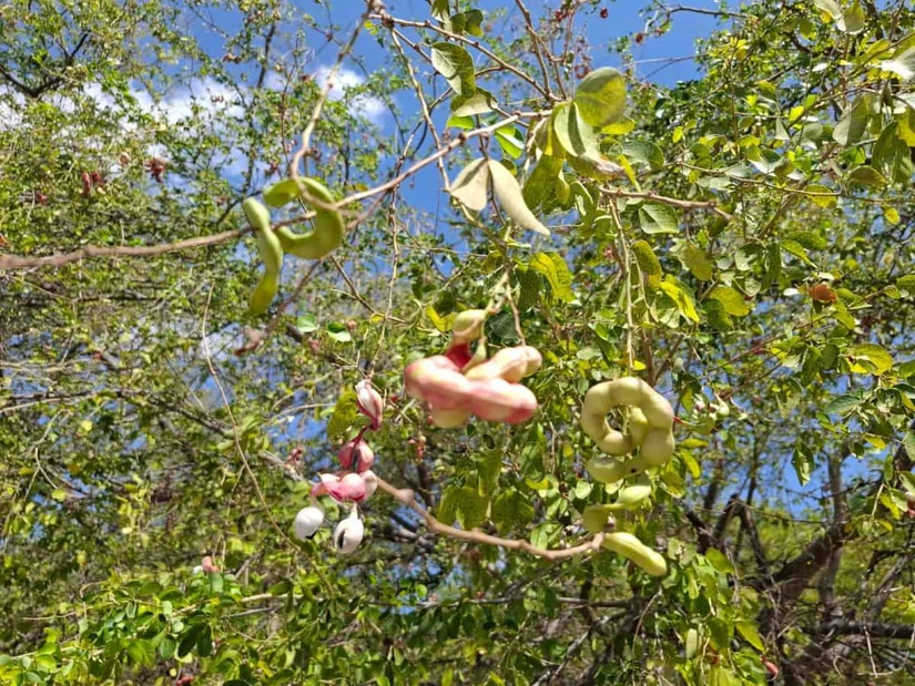 La corteza, hojas y frutos del guamúchil han sido utilizados tradicionalmente por sus propiedades antiparasitarias y antiinflamatorias