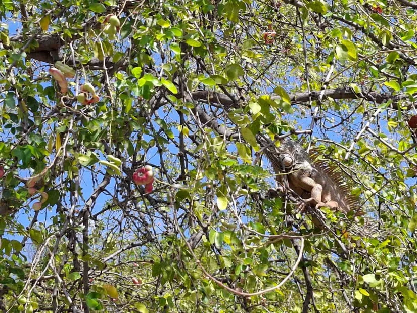 Las iguanas, mamíferos y aves se nutren del fruto de guamúchil