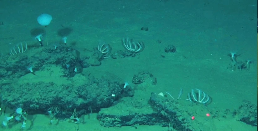 El descubrimiento sorprendió a los científicos: cerca de 500 esqueletos fueron encontrados en el fondo del Océano Índico, donde también habitan organismos nunca antes documentados.