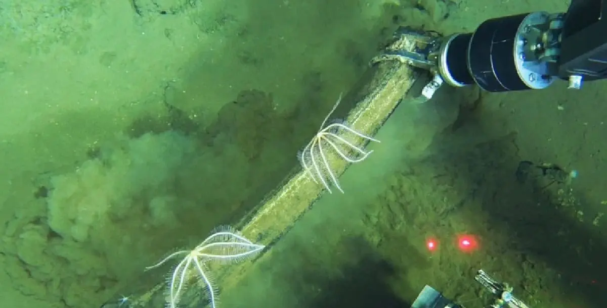 Descubren el mayor cementerio de ballenas del planeta y creen que podría contener millones de cadáveres.