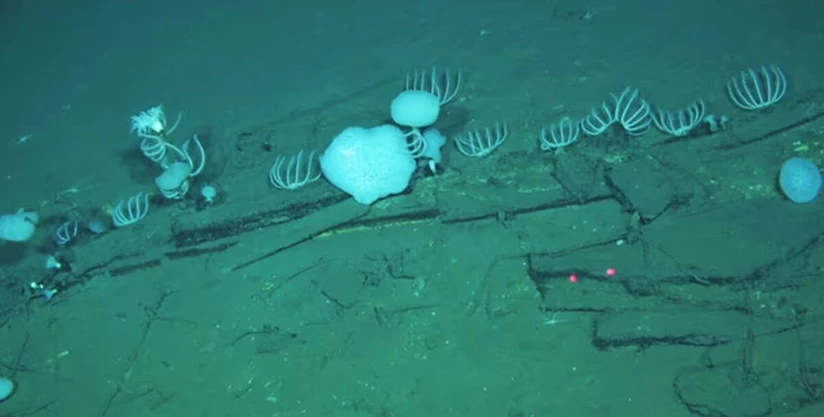 La investigación encontró fósiles con más de 5 millones de años y una nueva especie extinta de ballena en una de las zonas más profundas y misteriosas del planeta.