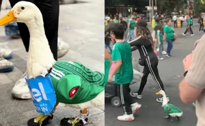 Ni Messi ni el Tri: Merlín, el pato que conquistó el Mundial 2026