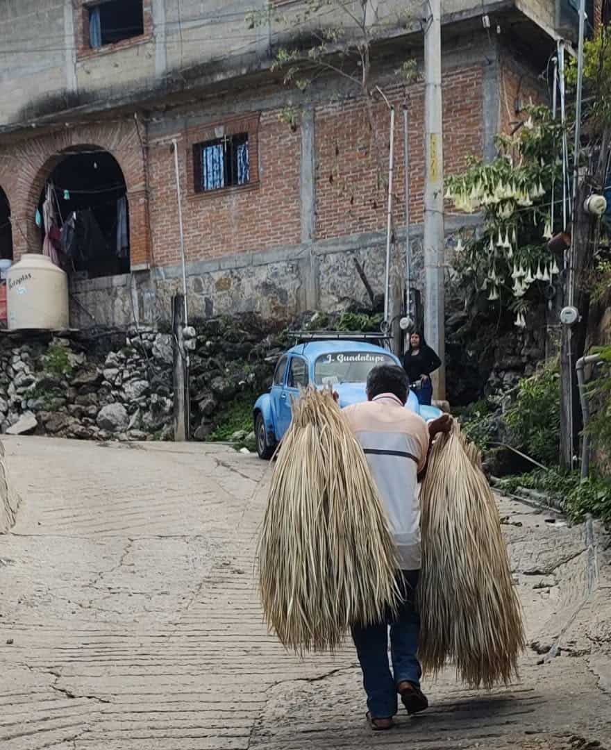 Artesano llevando la materia prima, que es la palma, para tejer estas hermosas piezas hechas a mano en el estado de Guerrero.