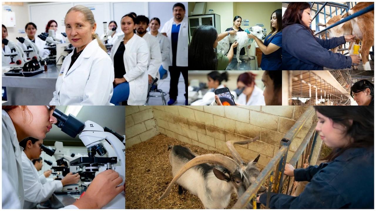 La Facultad de Medicina Veterinaria de la UAS ofrece atención médica, urgencias y cirugías para mascotas a precio accesibles. Foto: UAS