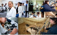 &iquest;Tu mascota necesita atenci&oacute;n? La Facultad de Veterinaria de la UAS ofrece servicios accesibles para la salud animal y p&uacute;blica