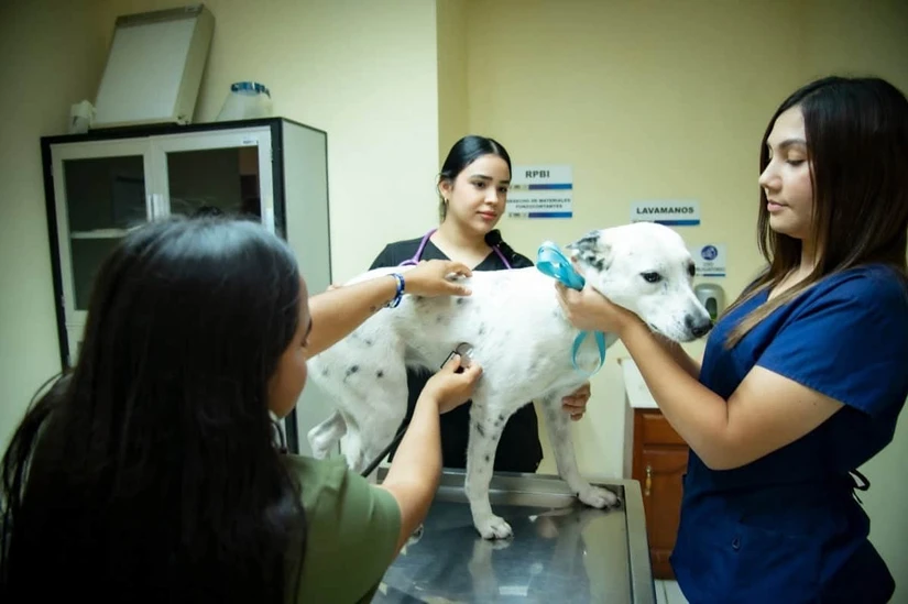 Facultad de Veterinaria de la UAS pone sus servicios profesionales al alcance de la sociedad. Foto: UAS
