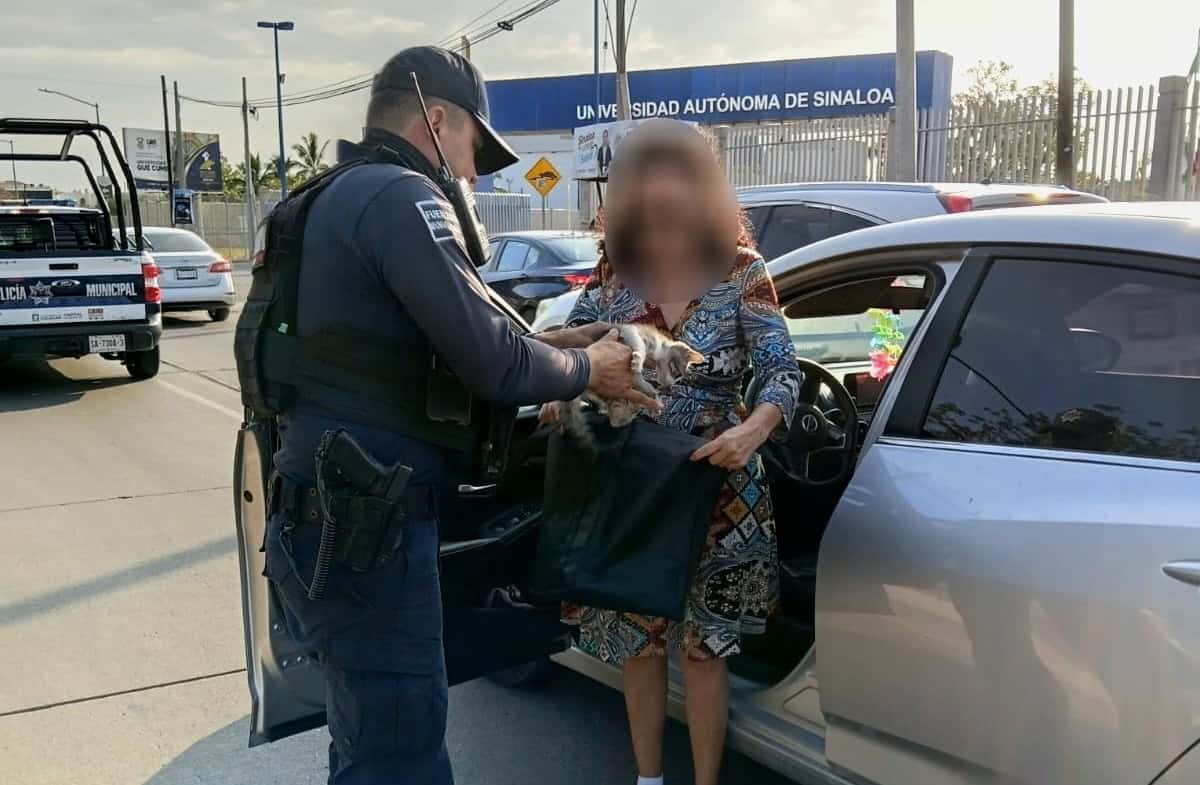 Gracias a la empatía y al trabajo en equipo, un gatito pasó del peligro de la calle al calor de una familia. Foto: SSPyTM