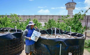 Personas Privadas de la Libertad siembran alevines de tilapia en el Centro Penitenciario El Castillo, en Mazatlán, y con ello cultivan la esperanza de un futuro digno