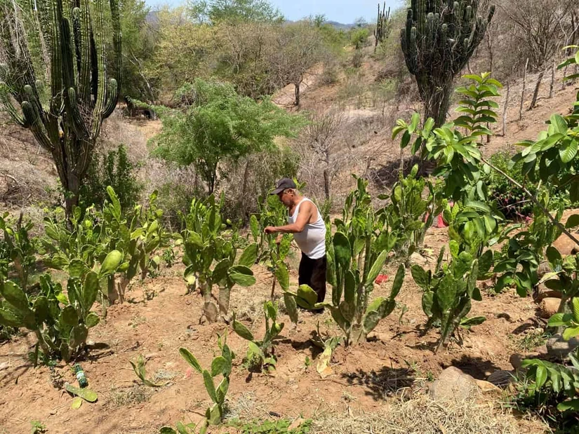 Don Alberto se apoya en un bastón para recolectar los nopales que posteriormente saldrá a vender