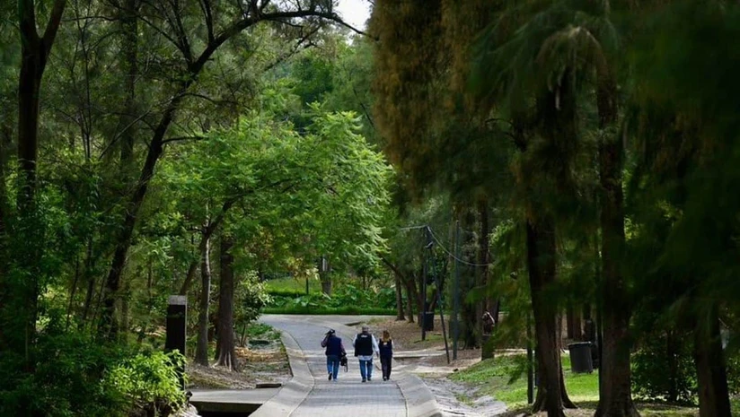 Jalisco proyecta plantar 211 mil árboles. Foto: Cortesía 