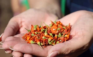 Inicia el Día de San Juan en Elota con el tradicional corte de la Flor de San Juan