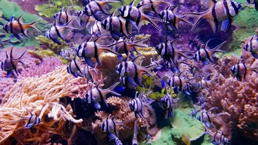 El mapa secreto del oc&eacute;ano: c&oacute;mo la ciencia est&aacute; creando redes invisibles para salvar el mar