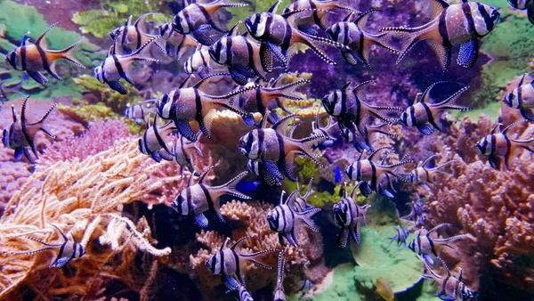 El mapa secreto del oc&eacute;ano: c&oacute;mo la ciencia est&aacute; creando redes invisibles para salvar el mar