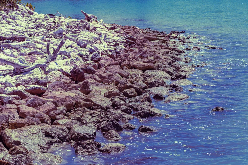 Para mantener la funcionalidad y asegurar los procesos ecológicos, las redes más eficientes deben proteger cerca del 40% de los hábitats rocosos.