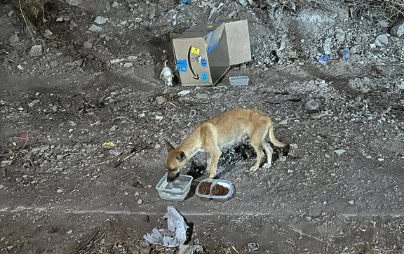 En Culiac&aacute;n, los perros no llegaron solos a la calle, se necesita due&ntilde;os responsables