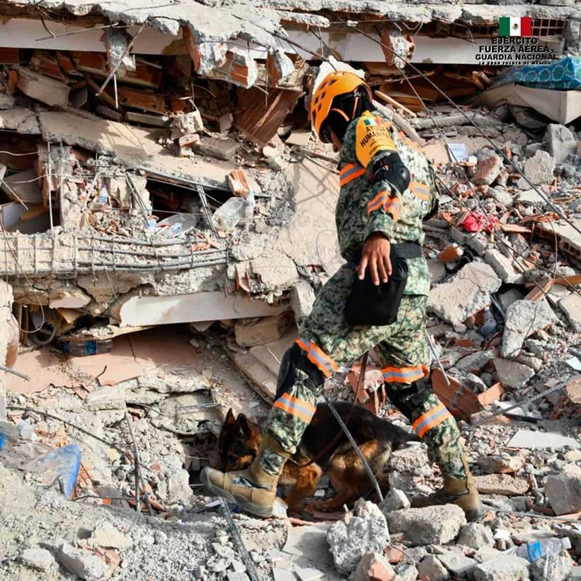 Entrenados para actuar donde nadie más puede llegar, los perros rescatistas mexicanos se han convertido en protagonistas de las labores de búsqueda tras los terremotos que devastaron Venezuela.