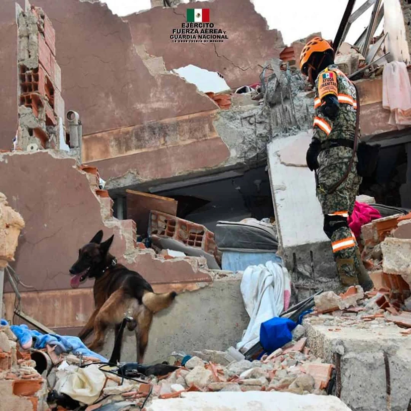 Los binomios caninos del Ejército Mexicano volvieron a demostrar su capacidad en una tragedia internacional. Sus hallazgos entre los escombros han permitido rescatar personas con vida y devolver la esperanza.