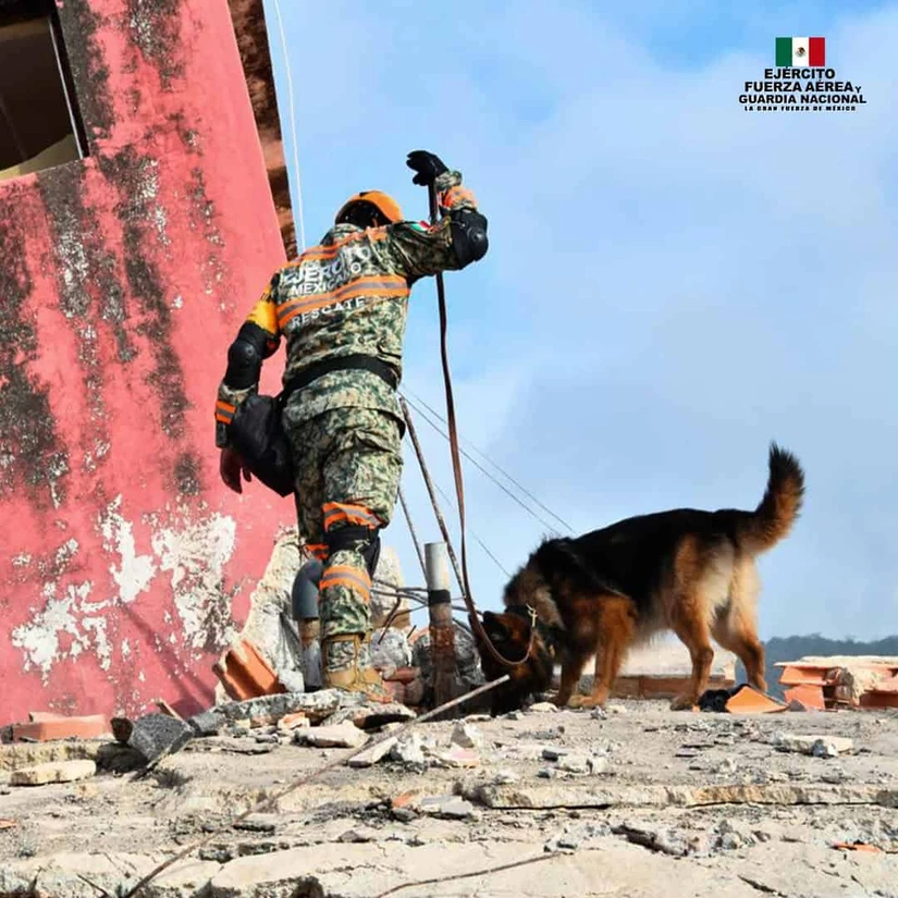 Los binomios caninos mexicanos enfrentan una nueva misión internacional en Venezuela. Su preparación y capacidad para localizar personas entre los escombros han sido fundamentales durante los rescates.