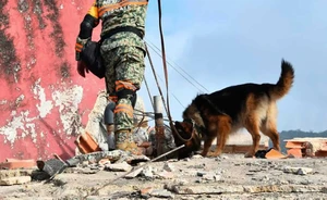 Cuando todo parecía perdido, unos perros mexicanos hicieron un hallazgo que devolvió la esperanza