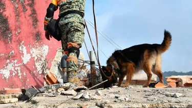 Cuando todo parec&iacute;a perdido, unos perros mexicanos hicieron un hallazgo que devolvi&oacute; la esperanza