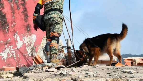 Cuando todo parec&iacute;a perdido, unos perros mexicanos hicieron un hallazgo que devolvi&oacute; la esperanza