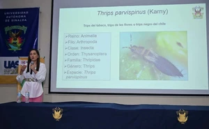 Por una agricultura sustentable: Bioinsecticidas de la UAS ofrecen alternativa para controlar el Thrips parvispinus