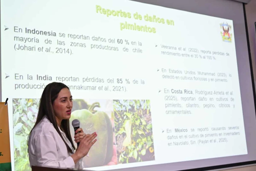 Los bioinsecticidas evaluados por la UAS han mostrado eficacia para controlar el Thrips parvispinus, una plaga que amenaza las hortalizas de Sinaloa.