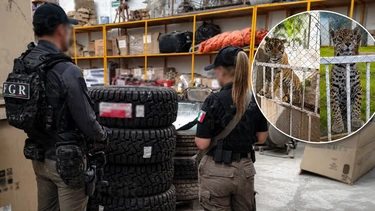 Entraron a buscar un cargamento de llantas robadas y terminaron encontrando leones, un tigre y mucho m&aacute;s