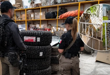 Entraron a buscar un cargamento de llantas robadas y terminaron encontrando leones, un tigre y mucho más