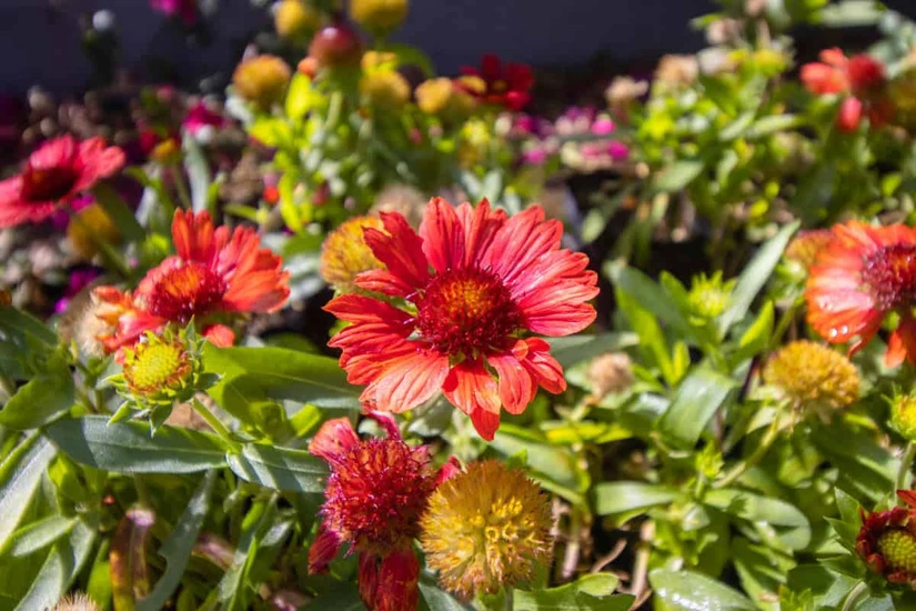 La ENCUSP promueve la conservación y restauración de hábitats mediante jardines para polinizadores, franjas florales y prácticas de manejo sustentable. Imagen Sedema CDMX